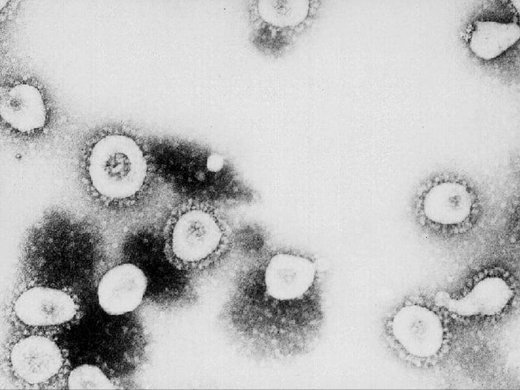 scientists-discover-gene-that-can-help-shape-immune-response-to-covid-virus