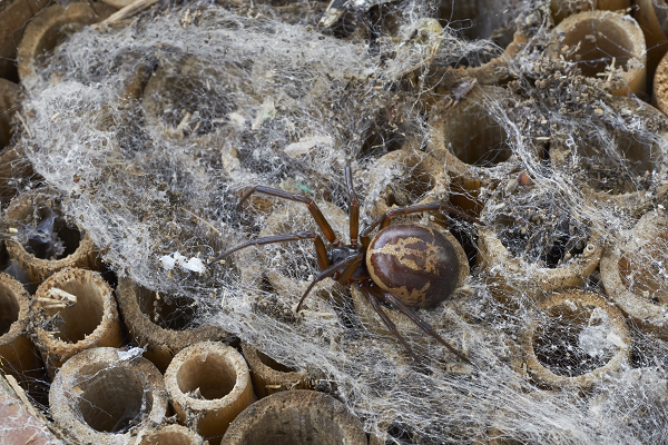 over-1,500-children-sent-home-from-school-over-infestation-of-false-widow-spiders