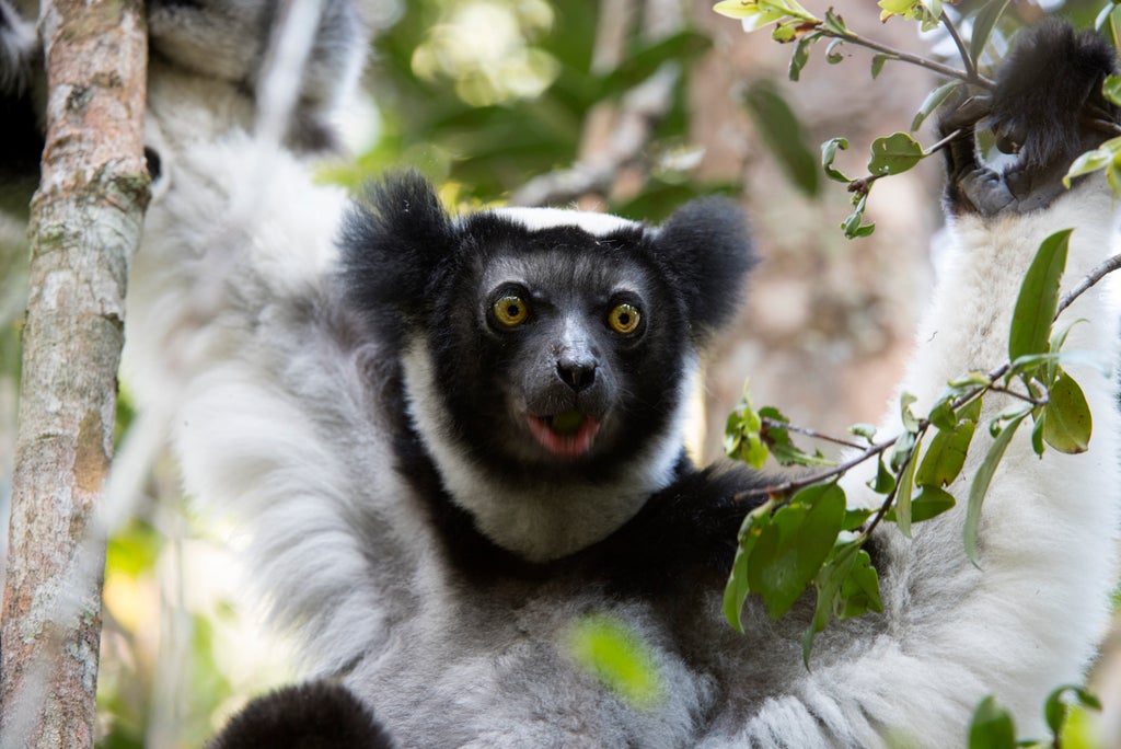 singing-lemurs-have-rhythm-just-like-humans,-study-finds