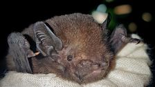 should-this-bat-be-new-zealand’s-‘bird-of-the-year?’-conservationists-say-yes.