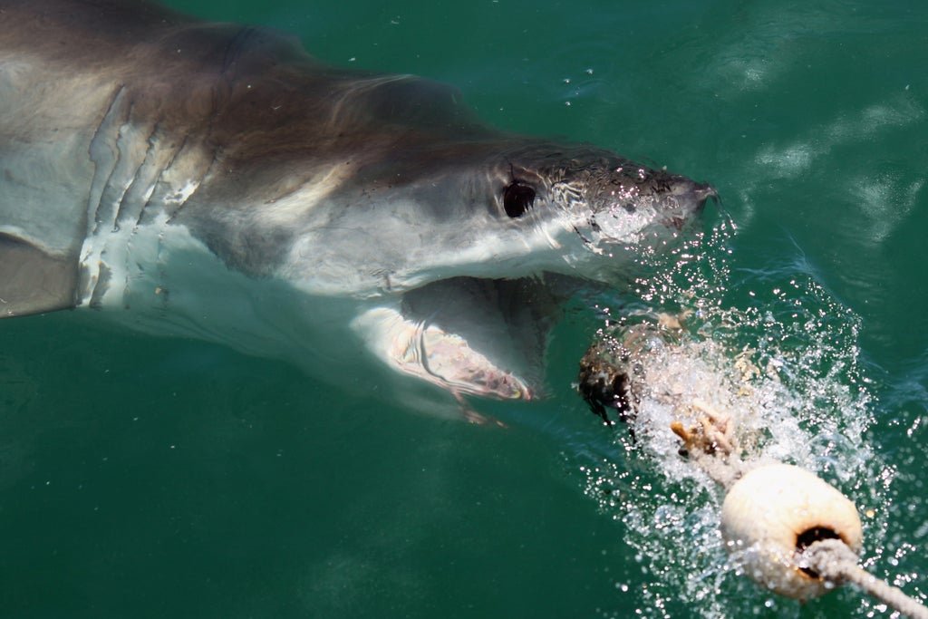 great-white-shark-attacks-on-humans-‘likely-case-of-mistaken-identity’