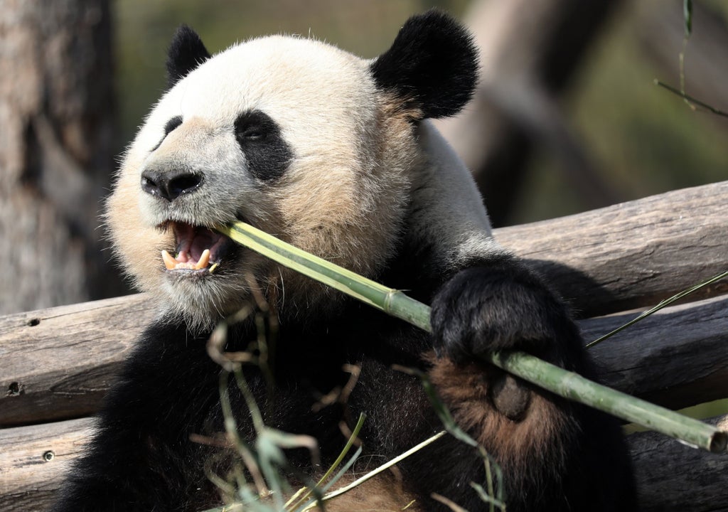 it’s-black-and-white:-scientists-finally-work-out-secrets-behind-giant-panda-colours