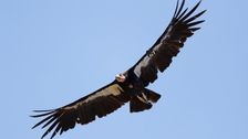 california-condors-can-have-‘virgin-births’:-study