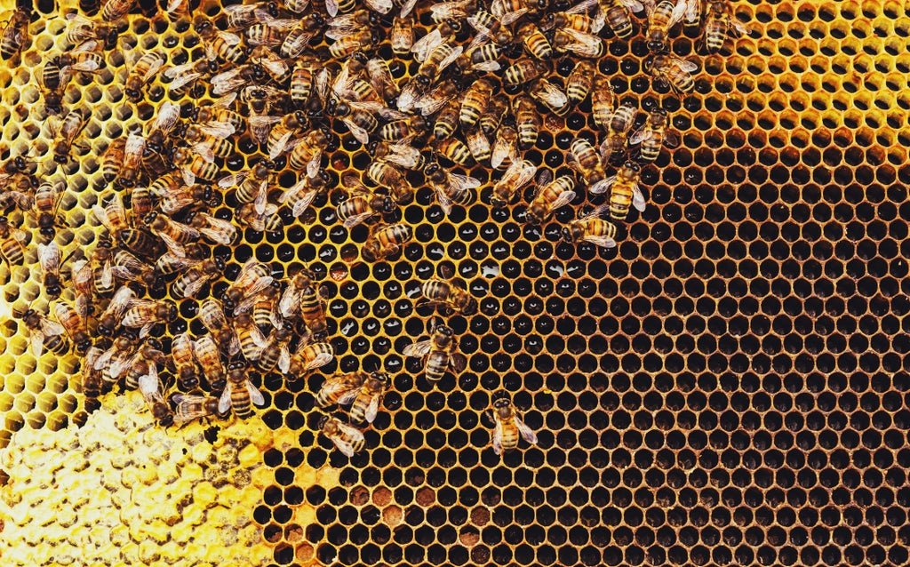 honeybees-socially-distance-when-their-hive-is-under-threat-from-parasites,-study-finds