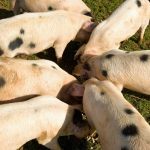 boris-accused-of-‘incompetence-and-chaotic-lack-of-planning-is-about-to-lead-to-the-biggest-peacetime-cull-of-pigs’