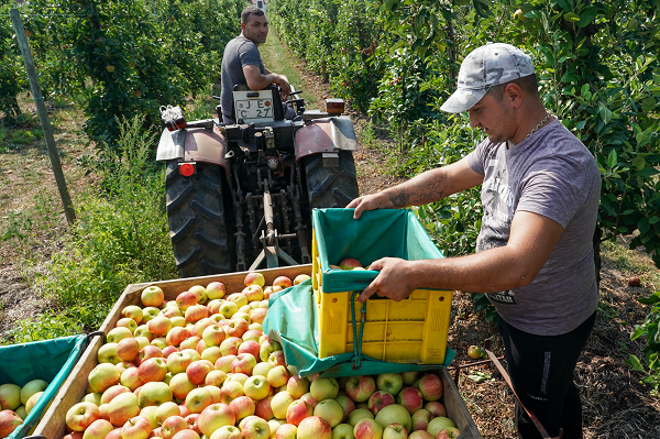 farmers-are-paying-up-to-1,000-per-week-for-veg-and-fruit-pickers-in-the-run-up-to-christmas