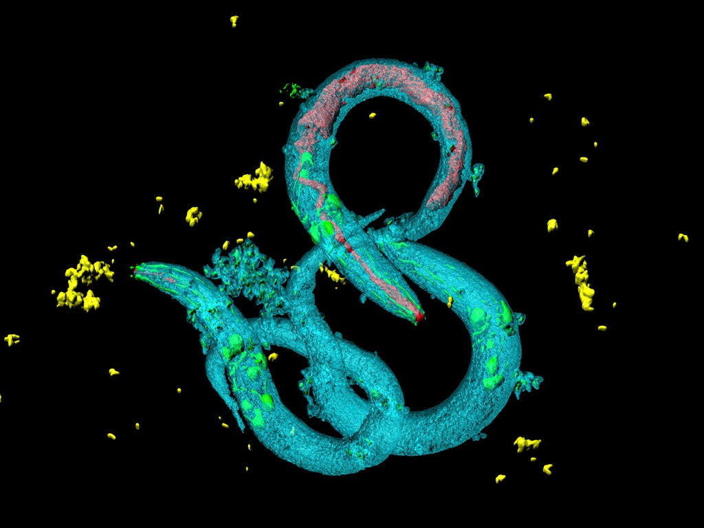 worm-mothers-‘sacrifice-themselves’-by-providing-milk-for-their-young,-scientists-find