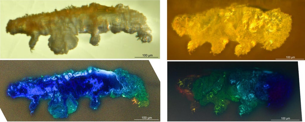 scientists-discover-new-species-fossilised-in-16-million-year-old-amber