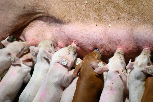 boris-is-not-taking-pig-farmers-seriously-which-is-an-‘insult’-and-a-‘kick-in-the-teeth’