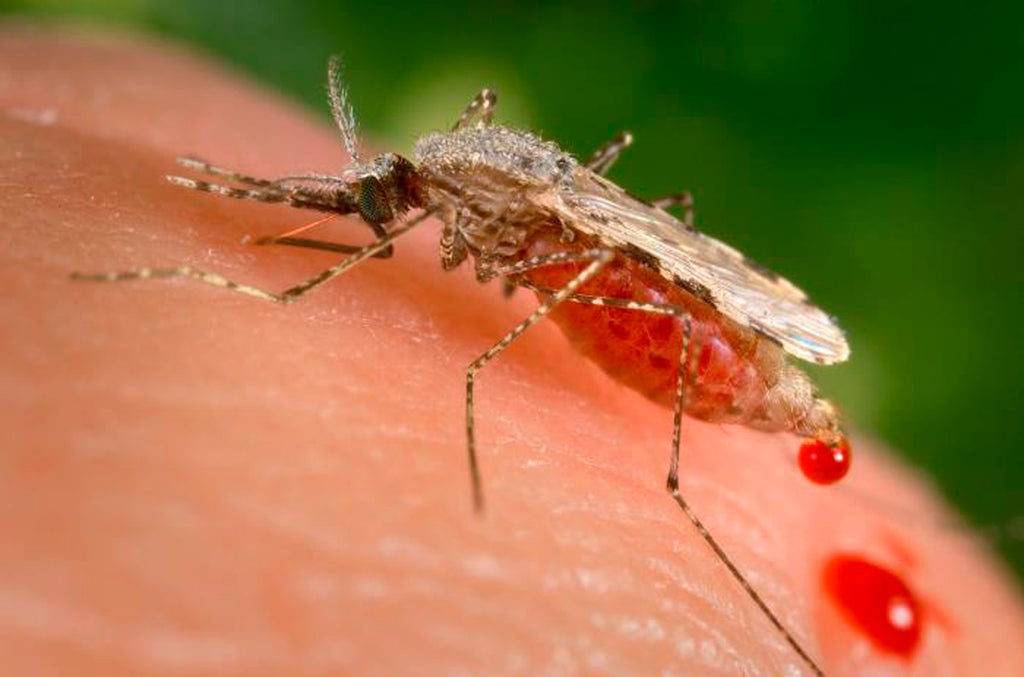 malaria-vaccine-to-be-rolled-out-for-african-children-after-who-issues-historic-approval