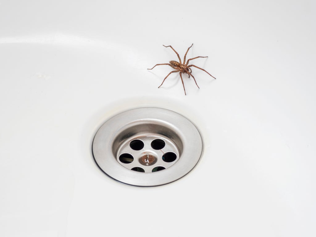 why-do-we-see-more-spiders-in-our-houses-in-autumn?