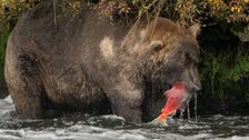 all-hail-the-hefty-king-480-otis-is-crowned-alaska’s-fattest-bear.