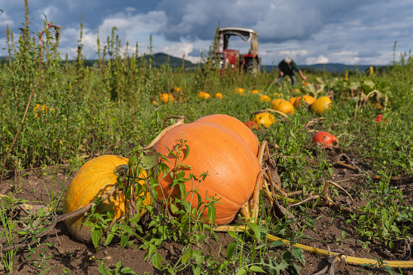 pumpkin-demand-set-to-rise-by-15%-as-halloween-was-cancelled-last-year-due-to-lockdown