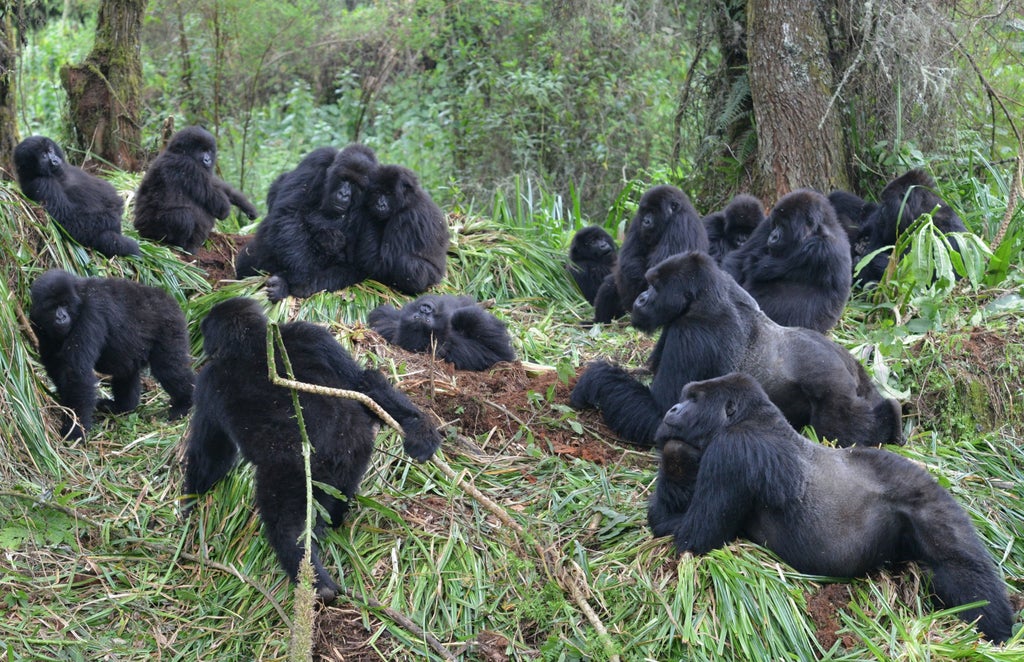gorillas-socially-distancing-prevents-illness-spreading,-study-finds