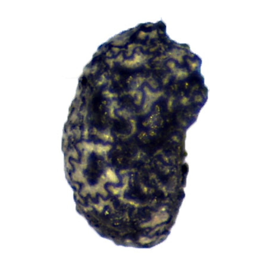 humans-have-been-using-tobacco-for-12,300-years,-new-discovery-shows