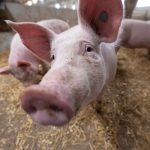 government-to-allow-more-foreign-butchers-in-to-prevent-pig-cull