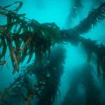 uk-aquaculture-business-unveils-seaweed-solution-to-address-climate-change