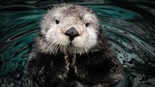 sea-otters-are-adorable-stewards-of-underwater-sea-grass-meadows