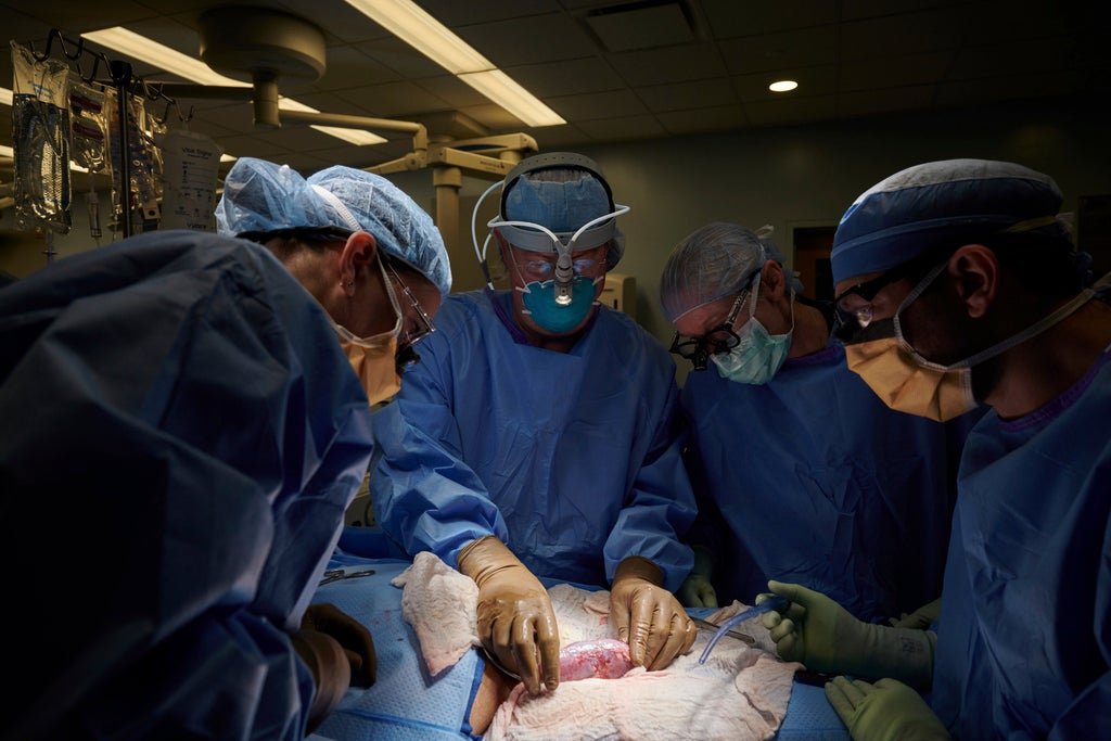 us-surgeons-perform-first-successful-transplant-test-involving-pig-kidney-in-a-human