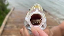 fish-found-with-parasite-that-eats-its-tongue-and-then-becomes-its-tongue