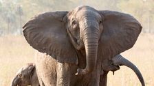 why-no-tusks?-poaching-tips-scales-of-elephant-evolution
