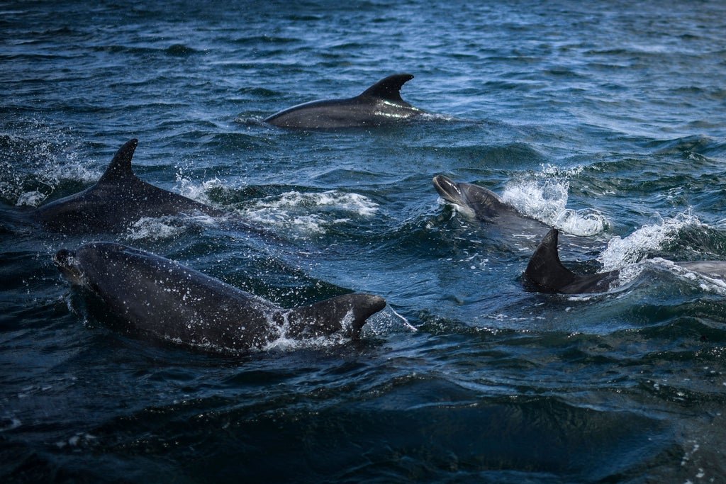 fungus-that-killed-dolphins-in-early-2000s-may-have-come-from-humans,-study-finds
