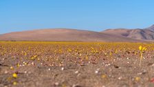 this-desert-may-contain-secrets-to-avoiding-climate-famine