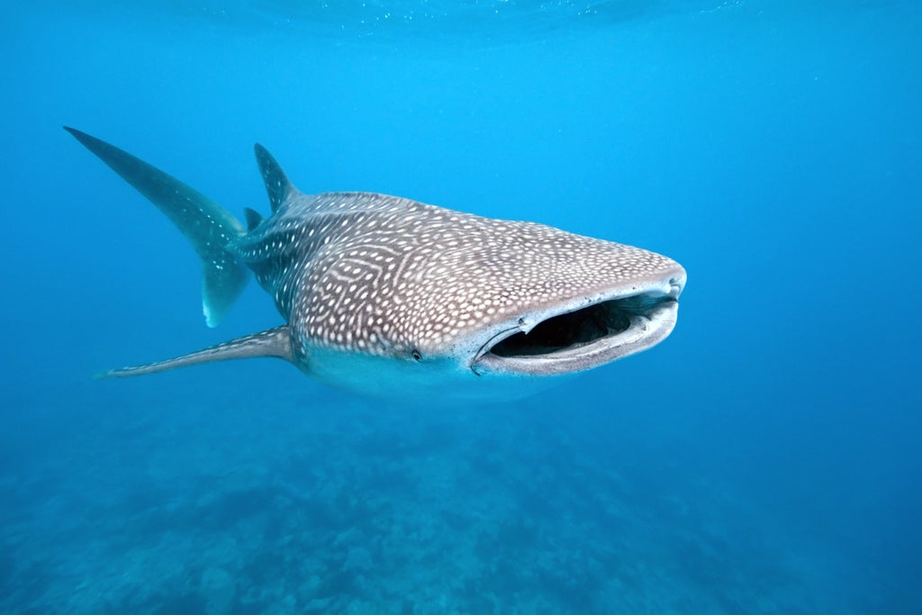 the-philippine-town-that-must-feed-the-sharks-to-survive