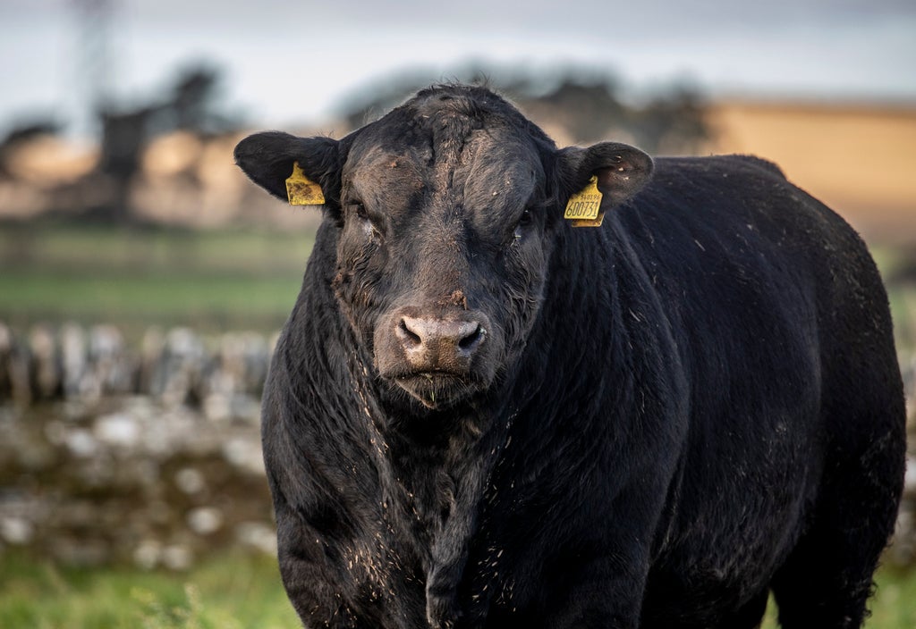 frozen-semen-from-the-1960s-has-repopulated-an-extinct-species-of-cow