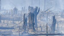 there-is-no-reason-to-trust-brazil’s-climate,-deforestation-pledges