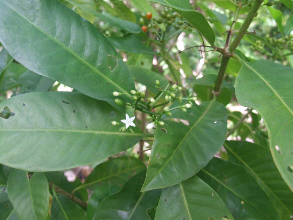 traditional-samoan-medicinal-plant-may-be-as-good-as-ibuprofen-for-treating-inflammation,-study-suggests