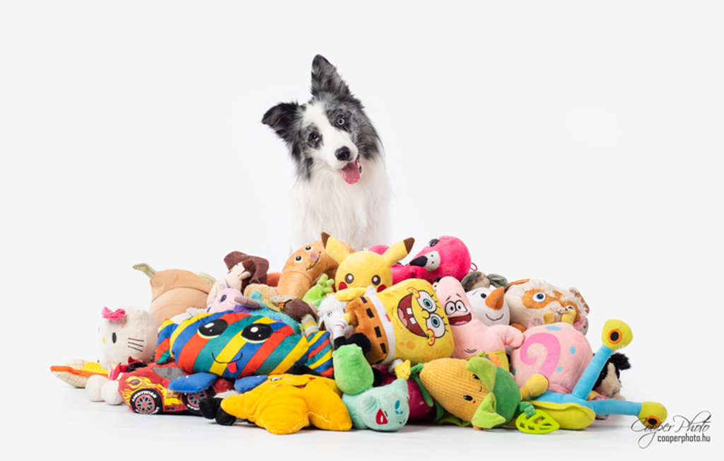 study-sheds-light-on-why-dogs-do-cute-‘head-tilt’