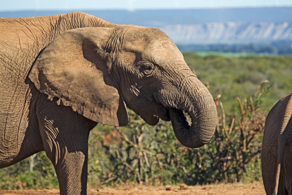 tuskless-elephants-may-evolve-new-problems