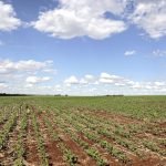 ‘chronic’-shortage-in-crop-pickers-leaves-vegetables-rotting-in-farmers-fields