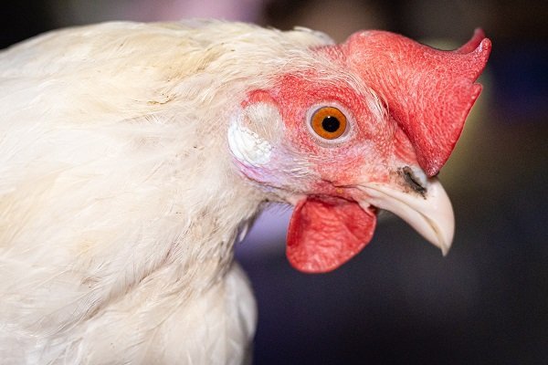 deadliest-strain-of-bird-flu-detected-in-warwickshire-with-a-3km-protection-zone-declared