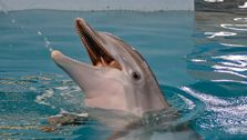 illness-of-‘dolphin-tale’-star-prompts-florida-aquarium-to-close-1-day