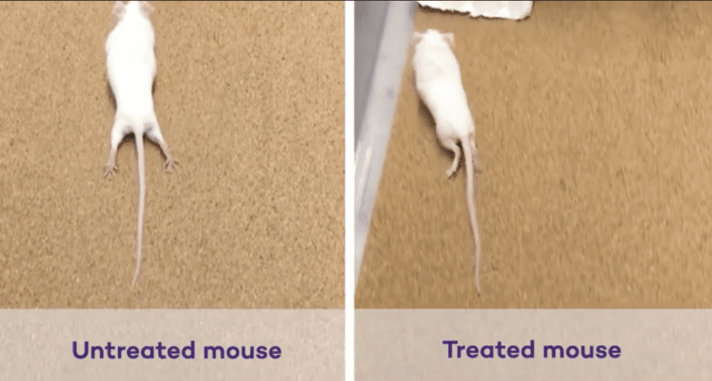 new-therapy-with-‘special-scaffold’-reverses-paralysis-in-mice