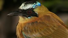 birds-in-the-amazon-rainforest-are-shrinking-as-temperatures-rise