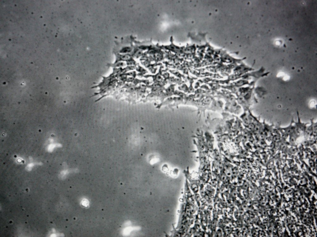 ‘landmark’-study-sheds-new-light-on-vital-stage-of-human-embryo-development
