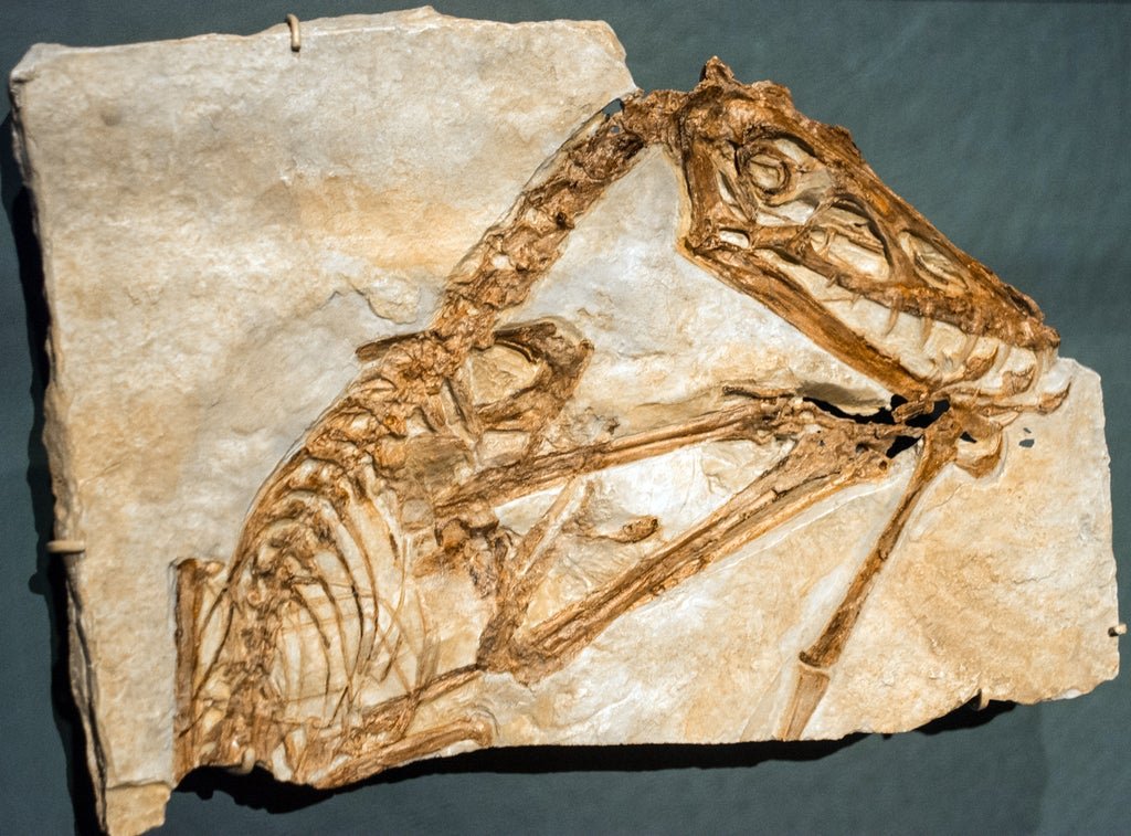 how-baby-giant-pterosaurs-may-have-driven-smaller-species-extinct