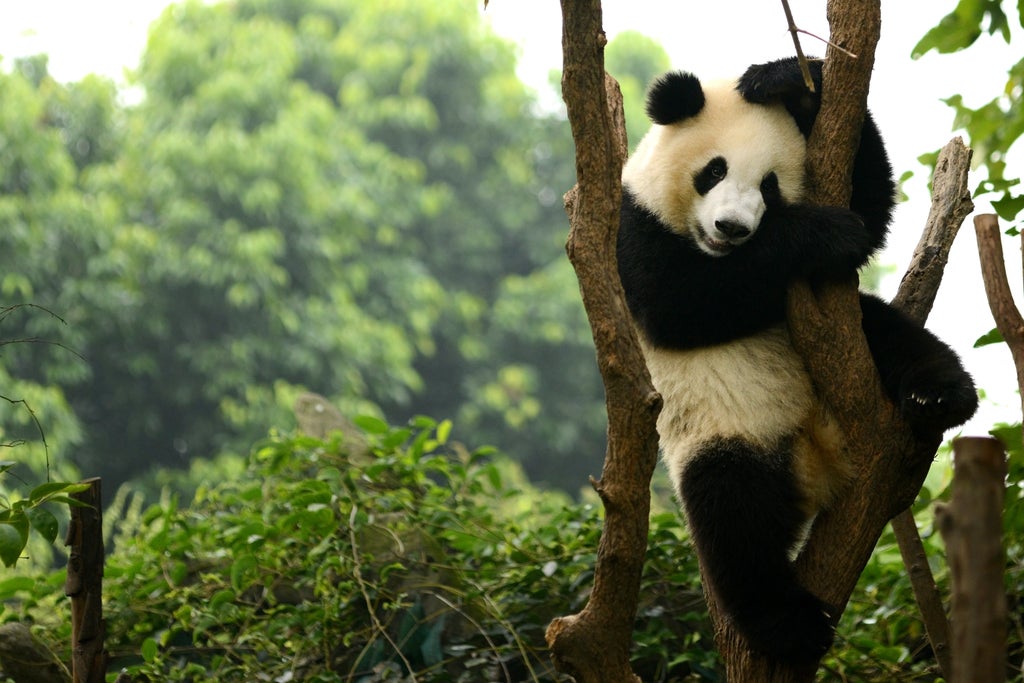 why-are-giant-pandas-black-and-white?-here’s-how-we-found-out