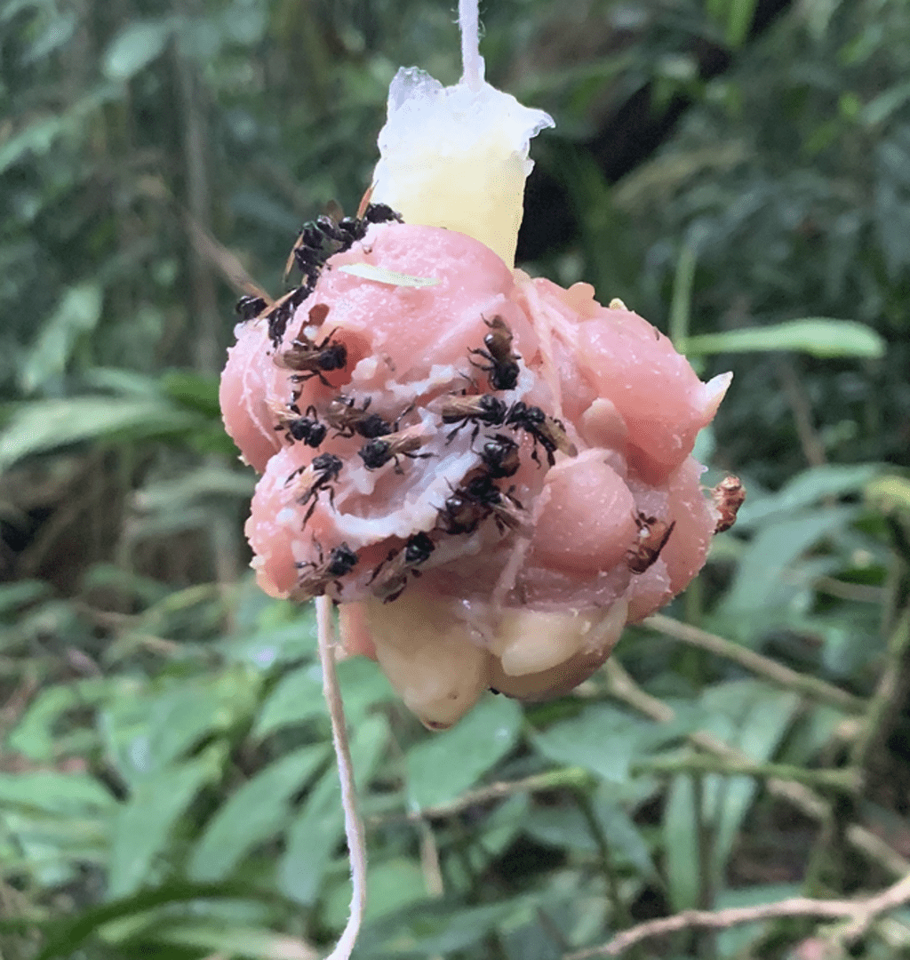 scientists-perplexed-by-flesh-eating-‘vulture-bees’-that-have-quit-pollen-to-feed-on-dead-bodies
