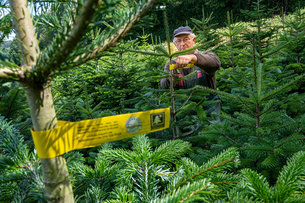 claus-for-concern:-there-has-been-a-26%-fall-in-christmas-tree-sellers-for-the-first-in-four-years