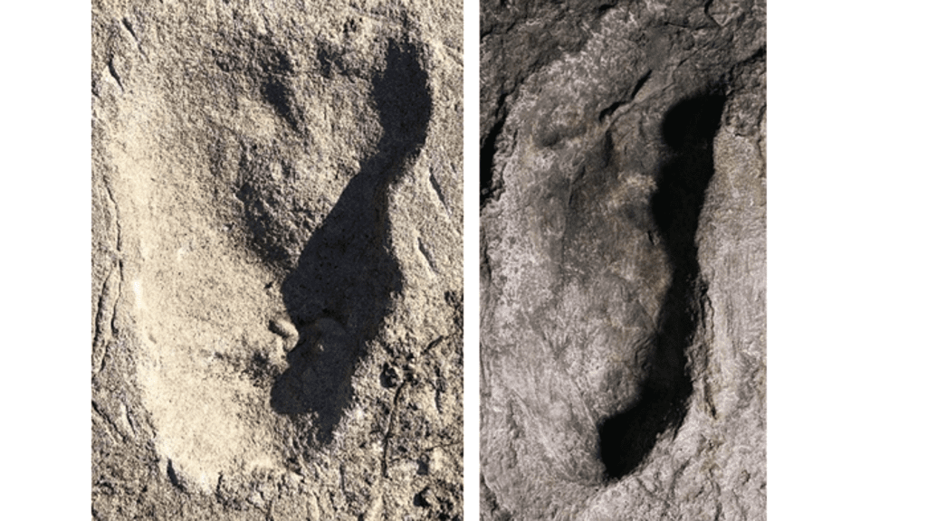 fossil-footprints-in-tanzania-shed-light-on-the-first-instances-when-early-humans-began-walking-upright