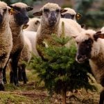 farmers-welcome-the-lifting-of-the-ban-on-exports-of-sheep-meat-to-the-usa