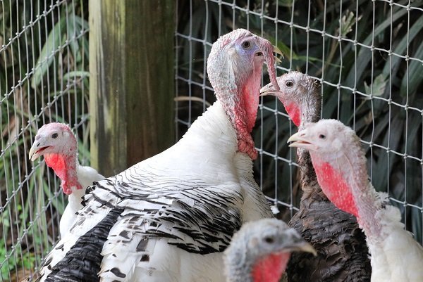 who-warns-if-bird-flu-outbreak-‘acquires-human-to-human-transmissibility-a-new-pandemic-would-be-akin-to-a-global-tsunami’