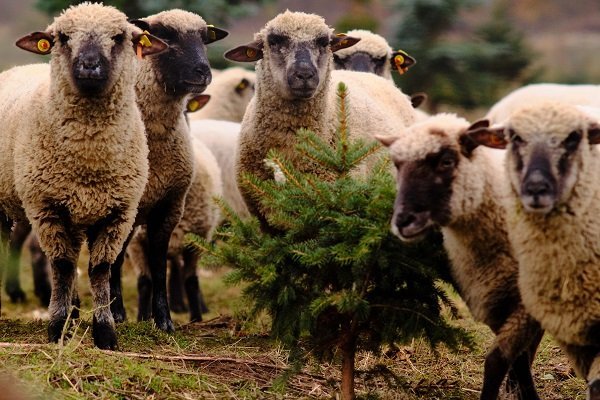 add-sustainably-produced,-british-lamb-to-your-christmas-shopping-list