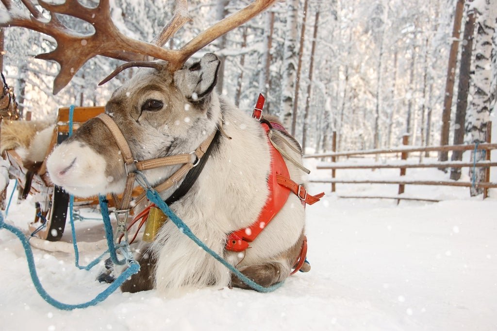 why-reindeer-are-perfect-to-pull-santa’s-sleigh