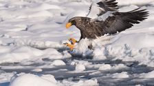 rare-sea-eagle,-native-to-asia,-turns-up-in-massachusetts