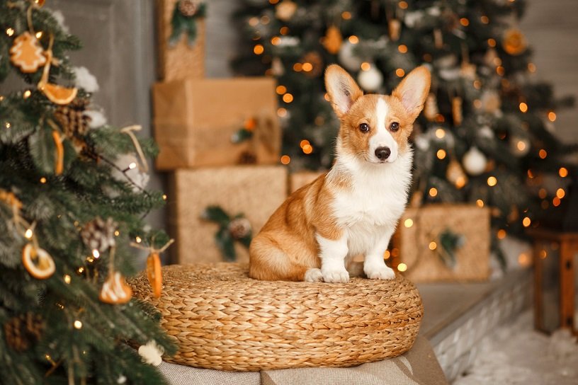 time-to-tackle-the-domestic-abuse-of-animals-at-christmas